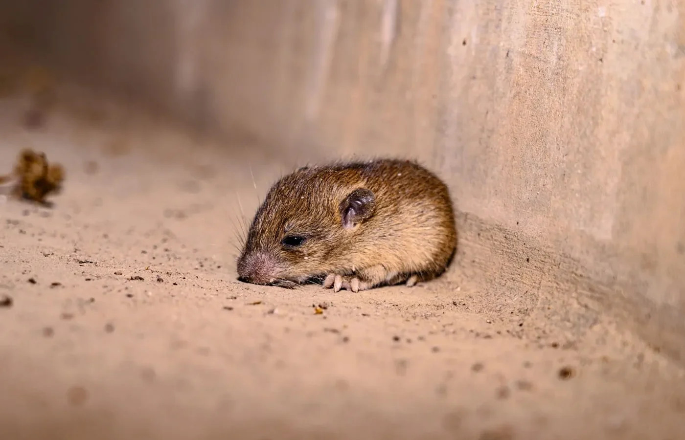 Hantavirus : Apa Itu, Wabak Kapal MV Hondius, dan Situasi Terkini Malaysia
