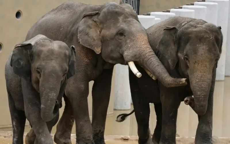 Gajah Malaysia di Tennoji Zoo Mula Sesuaikan Diri β Mahout Nafi Dakwaan Tertekan